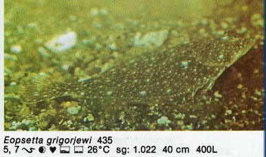 Eopsetta grigorjewi